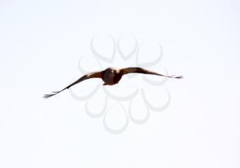 Swainson's Hawk in flight