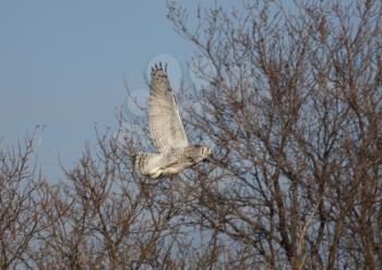 Horned Owl taking flight from bushes