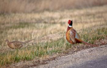 Male and female Ring necked Pheasants beside a country road