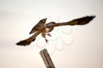 Swainson's Hawk taking flight from fence post