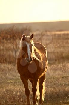 Horse in pasture 
