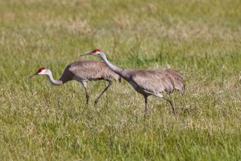 Sandhill Cranes during courting season