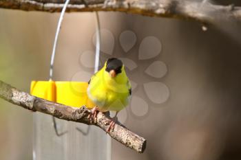 American Goldfinch at bird feeder