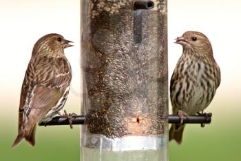 Song Sparrows at bird feeder