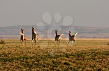 Four White tailed Deer crossing field