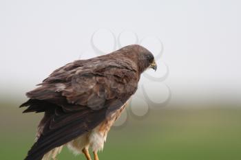 Swainson's Hawk perched on fence post
