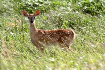 White tailed Deer fawn looking at photographer