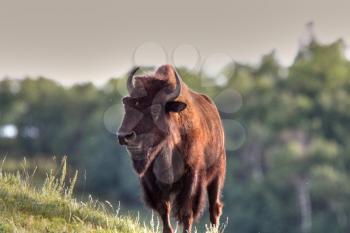 Buffalo on side of hill
