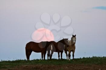 Full moon behind three horses