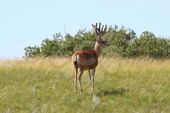 Mule Deer buck standing on slope in Saskatchewan