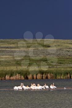 White Pelicans gathered on small sandbar
