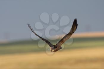 Female Harrier in flight