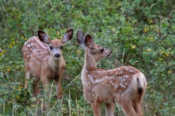 Twin Mule Deer fawns in Saskatchewan field