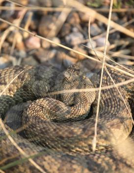 Rattlesnake curled beside a Saskatchewan road