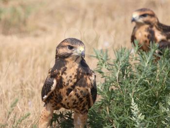 Fledgling hawks on ground in scenic Saskatchewan