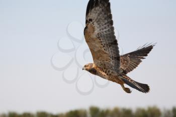 Fledgling hawk in flight in scenic Saskatchewan