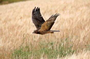 Fledgling hawk in flight in scenic Saskatchewan