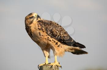 Young hawk perched on a Saskatchewan fence post