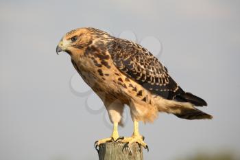 Young hawk perched on a Saskatchewan fence post