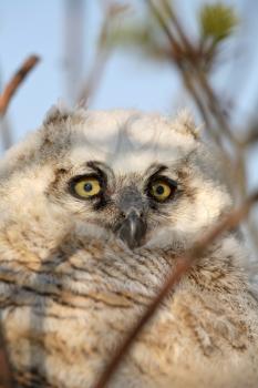 Great Horned Owl (Bubo virginianus) is a very large owl of the bird family Strigidae. They are 56 cm or 22 inches in length and have a wingspan of 91-152 cm or 35-59 inches. Adults have large ear tuft