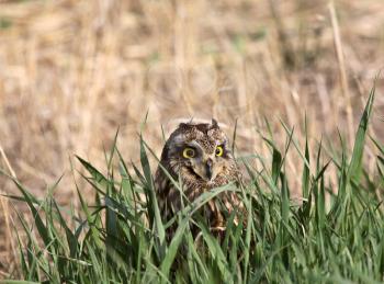 Short-eared Owl (Asio flammeus) is a species of owl which breed in Europe, Asia, North and South America, the Caribbean, Hawaii and the Galapagos. This species is a part of the larger grouping of owls