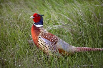 Ring-necked Pheasant (Phasianus colchicus torquatus) is an Upland Game Bird in the pheasant family Phasianidae. The adult pheasant is 53-90 cm or 21-36 in. in length with a long tail, often accounting