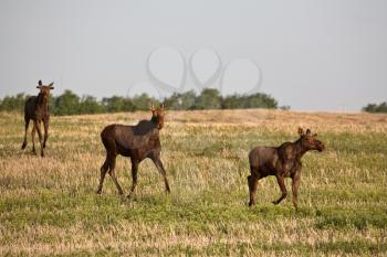 Moose (Alces alces americanus) is distinguished from other members of Cervidae by the form of the antlers of its males. These arise as cylindrical beams projecting on each side at right angles to the 