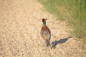 Ring-necked Pheasant (Phasianus colchicus torquatus) is an Upland Game Bird in the pheasant family Phasianidae. The adult pheasant is 53-90 cm or 21-36 in. in length with a long tail, often accounting