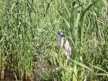Black-crowned Night Heron (Nycticorax nycticorax hoactli) is a medium-sized heron of the bird family Ardeidae. Its length is 64-71 cm or 25-28 inches with a wingspan of 114 cm or 45 inches. Its averag
