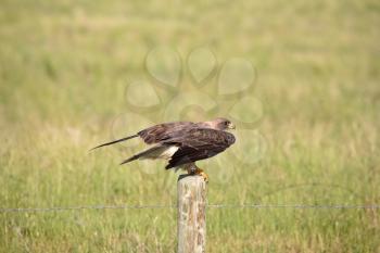 Swainson's Hawk (Buteo swainsoni) is a large hawk of the bird family Accipitridae. Their average length is 48 cm or 19 inches with a wingspan of 117-147 cm or 46-58 inches. Their average weight is 905