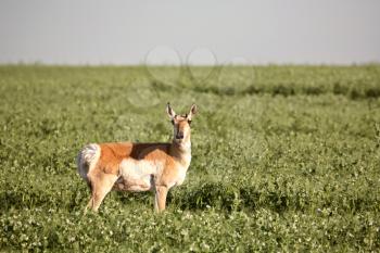 Pronghorn Antelope (Antilocapra americana) is the only surviving member of the family Antilocapridae. It is the fastest land animal in North America running at speeds of 54 mph or 90 km/h. The prongho