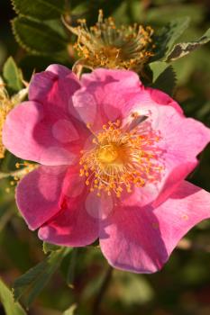 Wild Prairie Rose (Rosa Arkansana) is a deciduous shrub growing to 1.2 meters tall and spreading with suckering stems. The leaves are pinnate with 9-11 lealets. The flowers are pink and with a 2.5 to 