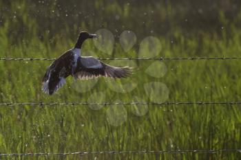 Duck taking flight from pond in Canada