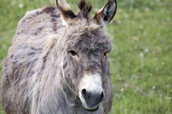 Donkey close up in Pasture in Saskatchewan Canada