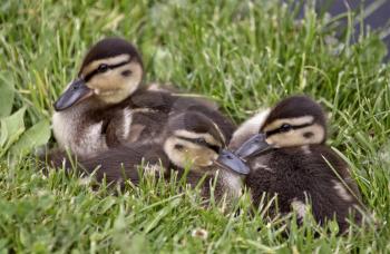 Baby Ducks in Saskrtchewan Canada wetlands wild