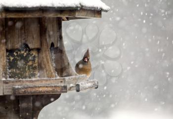 Cardinal at Bird Feeder Snow Storm Canada Female