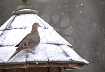 Mourning Dove in Winter at Bird Feeder snowy winter Canada