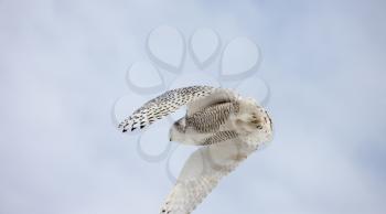 Snowy Owl in Flight in Canada winter