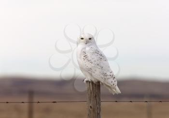 Snowy Owl on Fence Post in Winter Canada