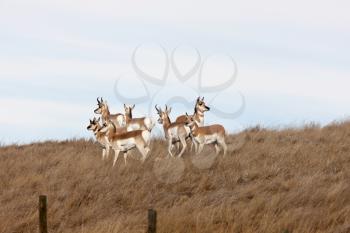 Pronghorn Antelope in field in Alberta Canada