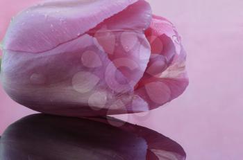 Pink Tulip Macro close-up studio natural light drops
