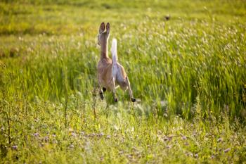 Deer jumping in Field crop in Saskatchewan Canada
