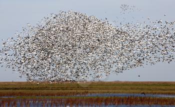Swarm of Snow Geese in Saskatchewan Canada