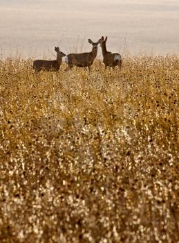 Deer in Field in Saskatchewan Canada Scenic