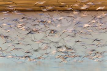 Swarm of Snow Geese in Saskatchewan Canada blurred panned