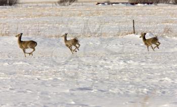 Deer in Winter prairie in Saskatchewan Canada