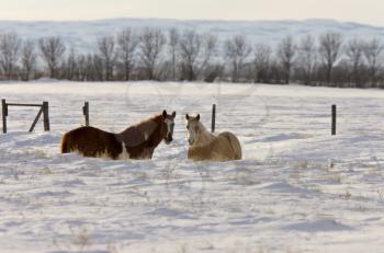Horses in Winter in Prairie Saskatchewan Canada