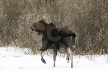 Prairie Moose Canada in winter Saskatchewan Canada