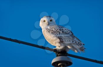 Snowy Owl on Pole Winter in Saskatchewan