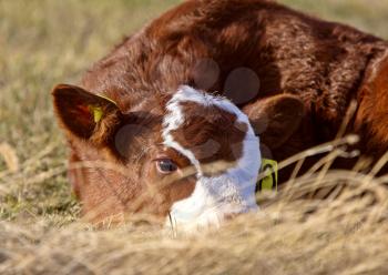 Cattle Calving Season young baby calf Saskatchewan Prairie
